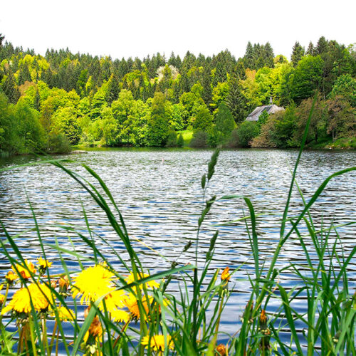 Klosterweiher Hollerbühl