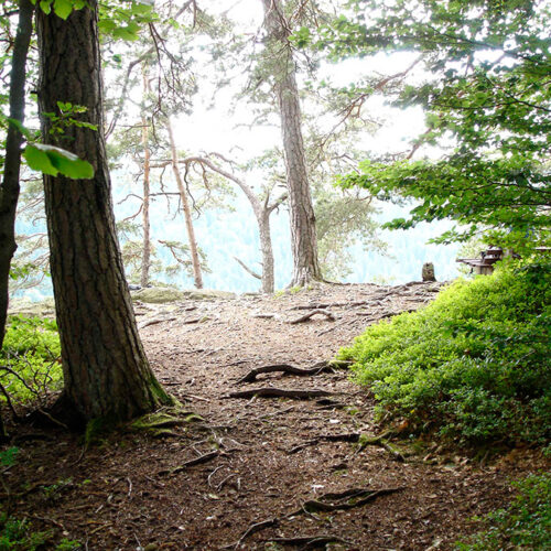 Wald Dachsberg